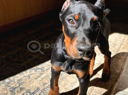 Irk Ve Sağlik Garanti̇li̇ Orji̇nal Dobermanlar görsel