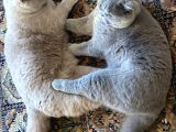 Koca Yanaklı Lilac British Shorthair -Eşsiz Renk