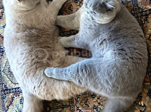 Koca Yanaklı Lilac British Shorthair -Eşsiz Renk görsel