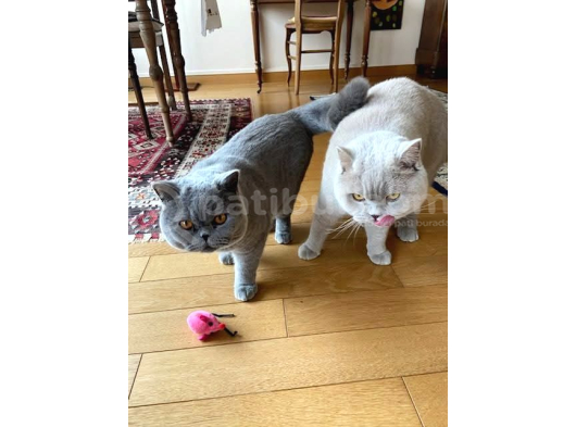 Koca Yanaklı Lilac British Shorthair -Eşsiz Renk görsel