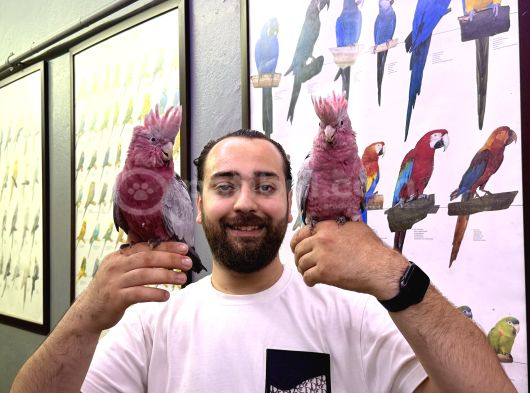 Bebek El Besleme Belgeli̇ Gül Kakadu Papağanimiz görsel