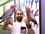 BEBEK EL BESLEME BELGELİ GÜL KAKADU PAPAĞANIMIZ