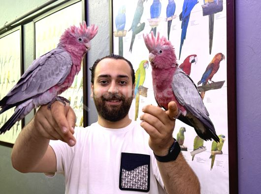 Bebek El Besleme Belgeli̇ Gül Kakadu Papağanimiz
