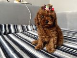 Ev Ortamından Miss Gibi  Toy Poodle Bebekleri