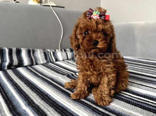 Ev Ortamından Miss Gibi  Toy Poodle Bebekleri görsel