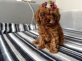 Ev ortamından miss gibi  toy poodle bebekleri