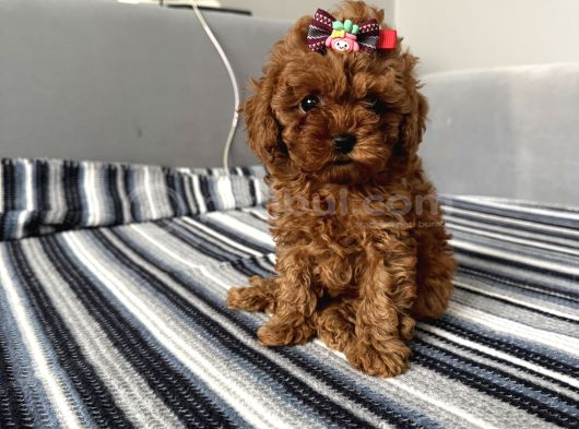 Ev Ortamından Miss Gibi  Toy Poodle Bebekleri