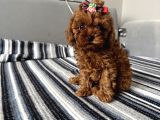 Ev Ortamından Miss Gibi  Toy Poodle Bebekleri