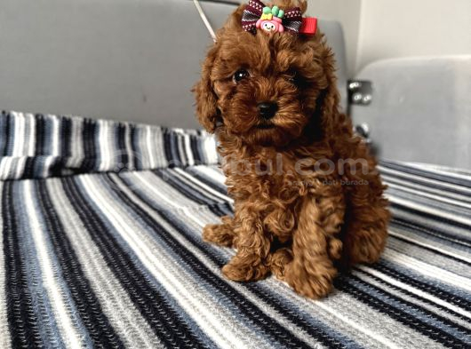 Ev Ortamından Miss Gibi  Toy Poodle Bebekleri görsel