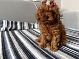 Ev Ortamından Miss Gibi  Toy Poodle Bebekleri