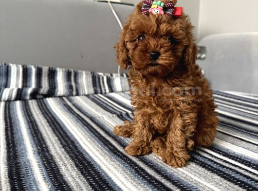 Ev Ortamından Miss Gibi  Toy Poodle Bebekleri görsel