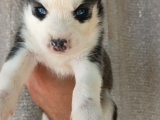 Irk Garantili Husky Yavrular