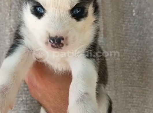 Irk Garantili Husky Yavrular görsel