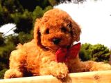 Kampanyalı poodle yavrular