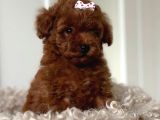 Kampanyalı Poodle Yavrular