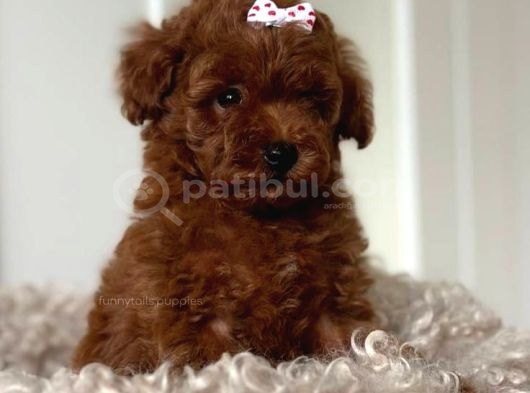 Kampanyalı Poodle Yavrular görsel