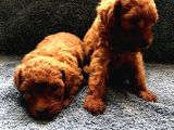 Kampanyalı Poodle Yavrular