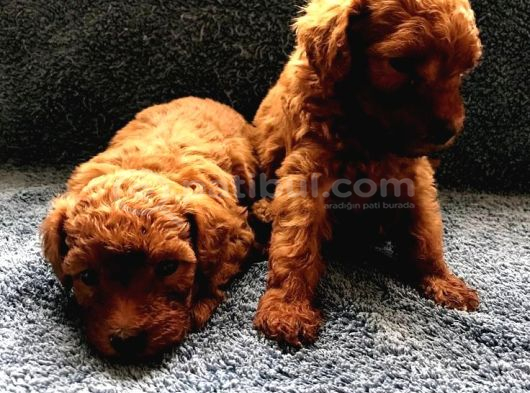 Kampanyalı Poodle Yavrular görsel