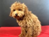 Evinize Neşe Saçacak 14 Şubat Doğumlu Maltipoo Oğlumuz
