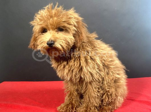 Evinize Neşe Saçacak 14 Şubat Doğumlu Maltipoo Oğlumuz görsel