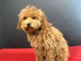 Evinize Neşe Saçacak 14 Şubat Doğumlu Maltipoo Oğlumuz