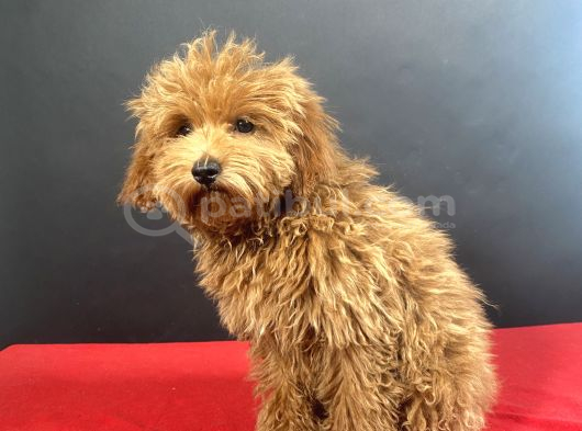 Evinize Neşe Saçacak 14 Şubat Doğumlu Maltipoo Oğlumuz görsel