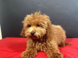 evinize neşe saçacak 14 şUBAT DOĞUMLU MALTIPOO OĞLUMUZ