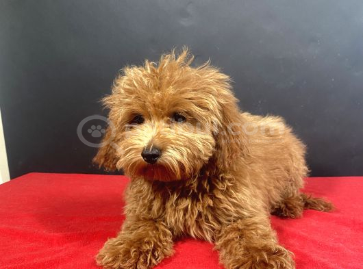 Evinize Neşe Saçacak 14 Şubat Doğumlu Maltipoo Oğlumuz