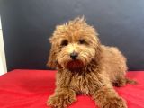 Evinize Neşe Saçacak 14 Şubat Doğumlu Maltipoo Oğlumuz