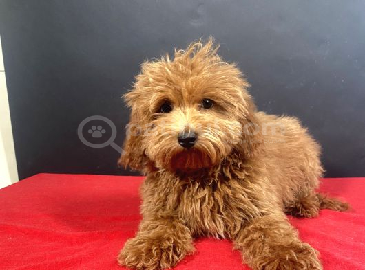 Evinize Neşe Saçacak 14 Şubat Doğumlu Maltipoo Oğlumuz görsel
