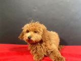 Evinize Neşe Saçacak 14 Şubat Doğumlu Maltipoo Oğlumuz