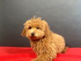 Evinize Neşe Saçacak 14 Şubat Doğumlu Maltipoo Oğlumuz