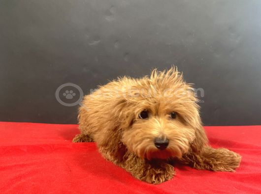 Evinize Neşe Saçacak 14 Şubat Doğumlu Maltipoo Oğlumuz görsel