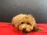 Evinize Neşe Saçacak 14 Şubat Doğumlu Maltipoo Oğlumuz
