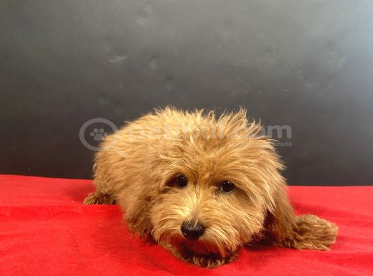 Evinize Neşe Saçacak 14 Şubat Doğumlu Maltipoo Oğlumuz görsel