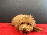 Evinize Neşe Saçacak 14 Şubat Doğumlu Maltipoo Oğlumuz