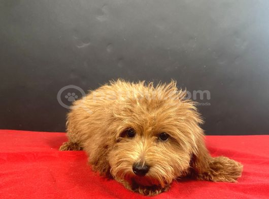 Evinize Neşe Saçacak 14 Şubat Doğumlu Maltipoo Oğlumuz görsel