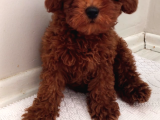 Toy Poodle Kalite