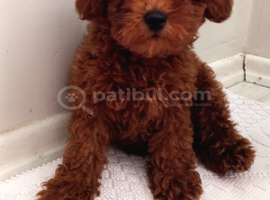 Toy Poodle Kalite görsel