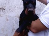 Dev doberman