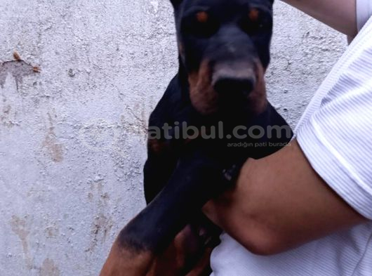 Dev Doberman