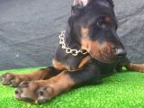 Dev Doberman