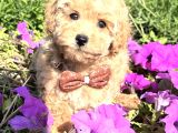 ÇİÇEK GİBİ SAF IRK GARANTİLİ MALTİPOO YAVRULAR