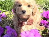 Çi̇çek Gi̇bi̇ Saf Irk Garanti̇li̇ Malti̇poo Yavrular