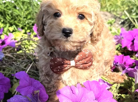 Çi̇çek Gi̇bi̇ Saf Irk Garanti̇li̇ Malti̇poo Yavrular görsel