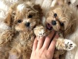 SEVİMLİ KORE MALTİPOO YAVRULARIMIZ