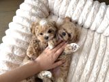 Sevi̇mli̇ Kore Malti̇poo Yavrularimiz