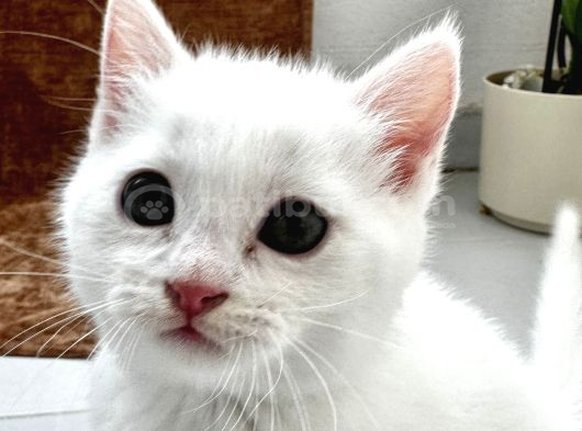 British Shorthair Beyaz Yavrular  Kedi Bursa görsel