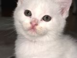 British Shorthair beyaz yavrular  kedi Bursa