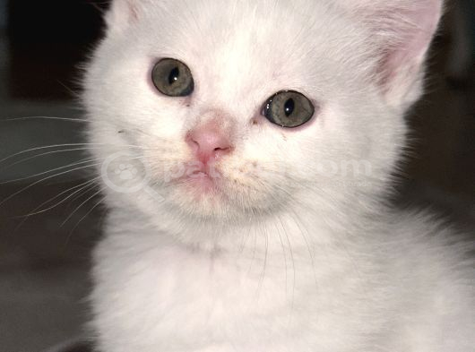 British Shorthair Beyaz Yavrular  Kedi Bursa